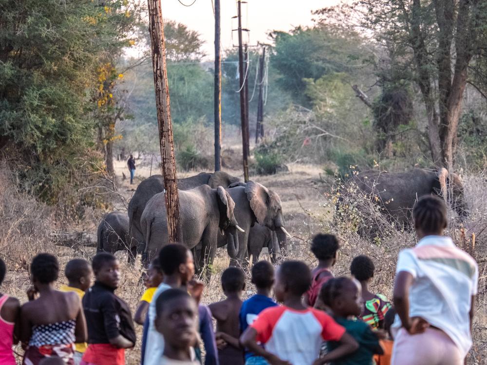 Residents of the Linda suburb of Livingstone, Zambia, watch as a herd of elephants passes. Several people have been killed by elephants in Linda this year, as a severe drought has forced more of them to enter the neighborhood in search of food.