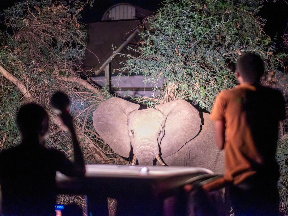 Members of the Elephant Response Team observe a group of elephants feeding by a roadside in front of a military base in the town of Livingstone, Zambia, where human-wildlife conflict has been on the rise.