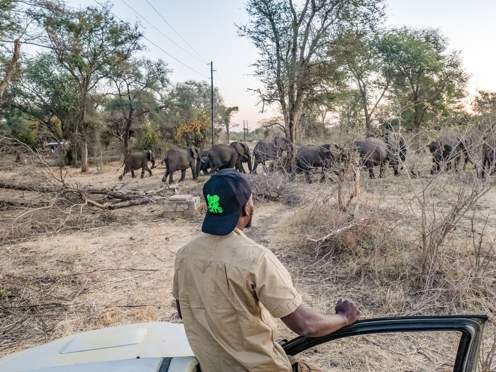 Chamunolwa Jimayi, 29, of the Elephant Response Team, watches a herd retreat into the bush after being driven out of the Linda neighborhood of Livingstone, Zambia.