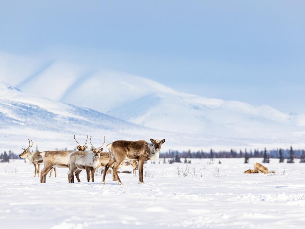 A group of caribou in the Western Arctic Caribou Herd along a winter trail between the villages of Selawik and Ambler, within Selawik National Wildlife Refuge. The herd migrates through and sometimes winters on the refuge.