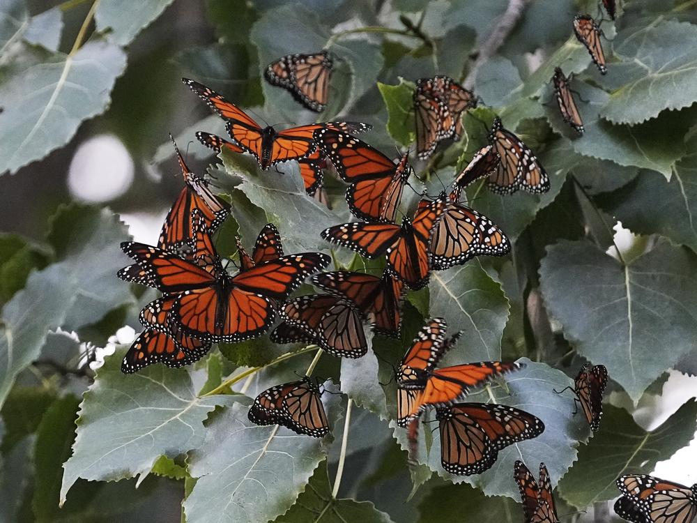 Monarch butterflies from Canada stop to rest in Cleveland's Wendy Park on their way to Mexico on Sept. 12, 2023.
