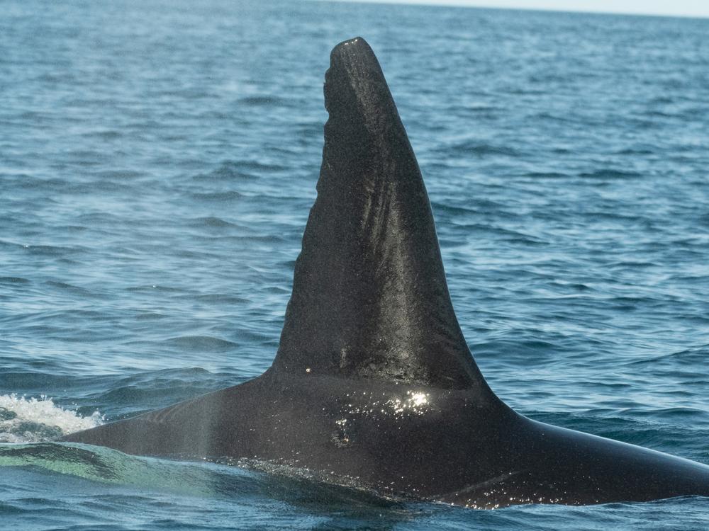 A male in the killer whale pod known as Moctezuma was spotted in multiple attacks, along with other family members working together.