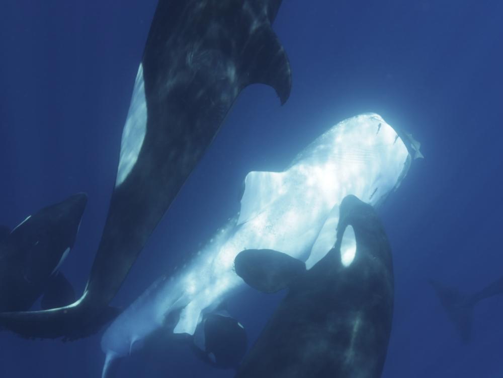 Off the coast of Mexico, a family of killer whales has developed techniques to hunt whale sharks, the largest fish species on the planet.