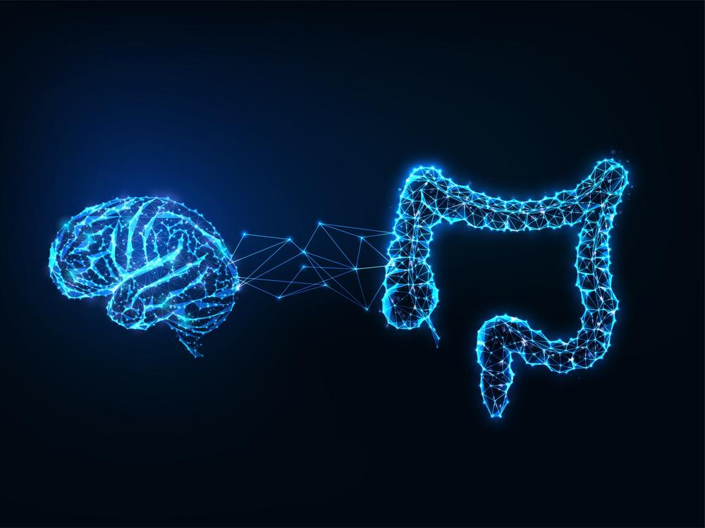 Scientists have identified two types of brain cells in the abdomen that appear to control different aspects of digestion.