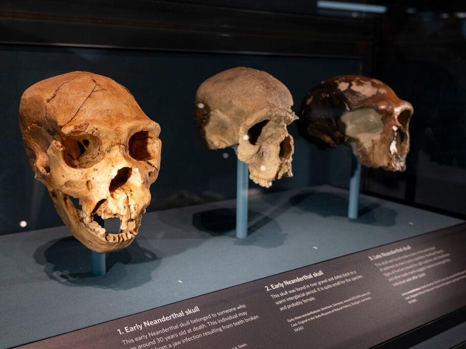 Human Evolution exhibition at the Natural History Museum in January, 2024 in London, United Kingdom.