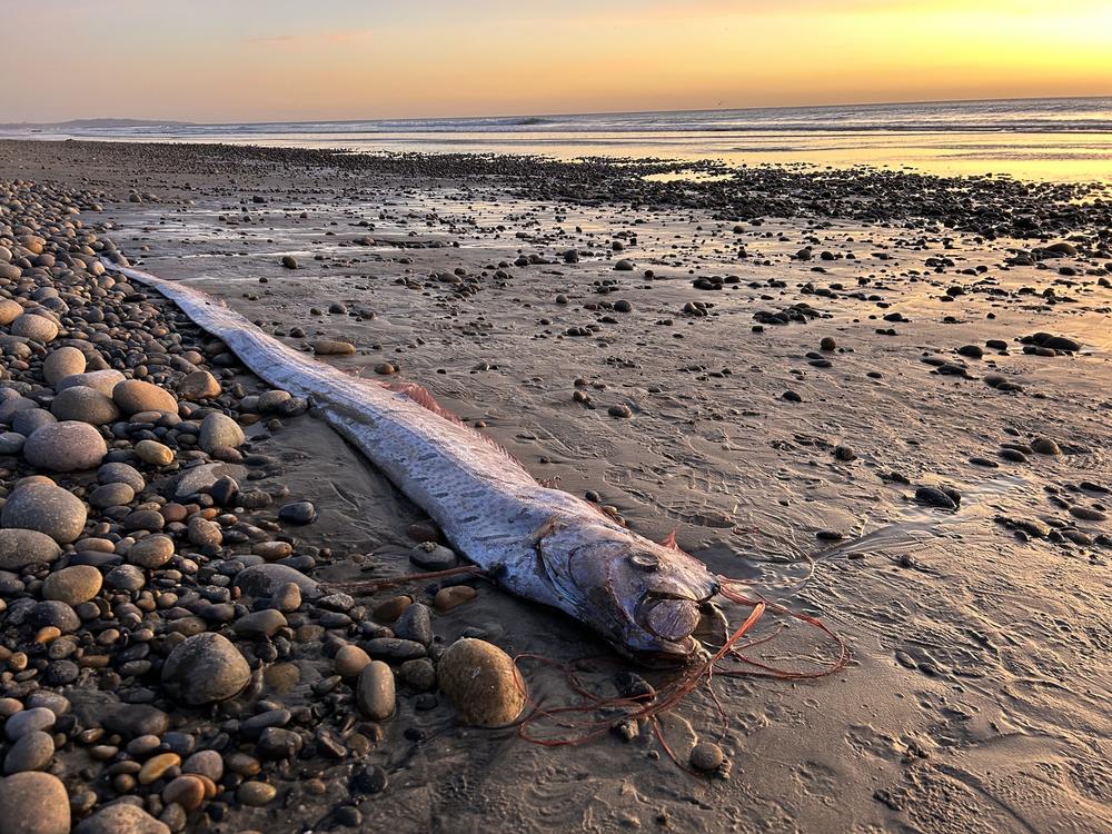 Scripps Oceanography Ph.D. candidate Alison Laferriere spotted an oarfish washed up on Grandview Beach in Encinitas, Calif.