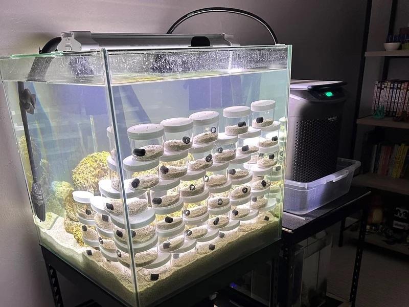 Cameron Clifford and his son Cal, with help from a friend, were taking care of more than 20 tiny octopus babies, along with one named Terrance.