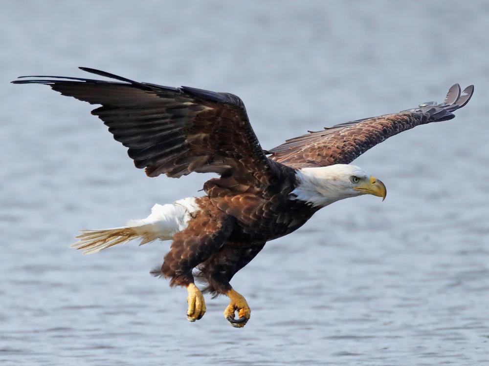 Bald eagles were endangered for many decades before federal protections led to their recovery. They were removed from the Endangered Species list in 2007.