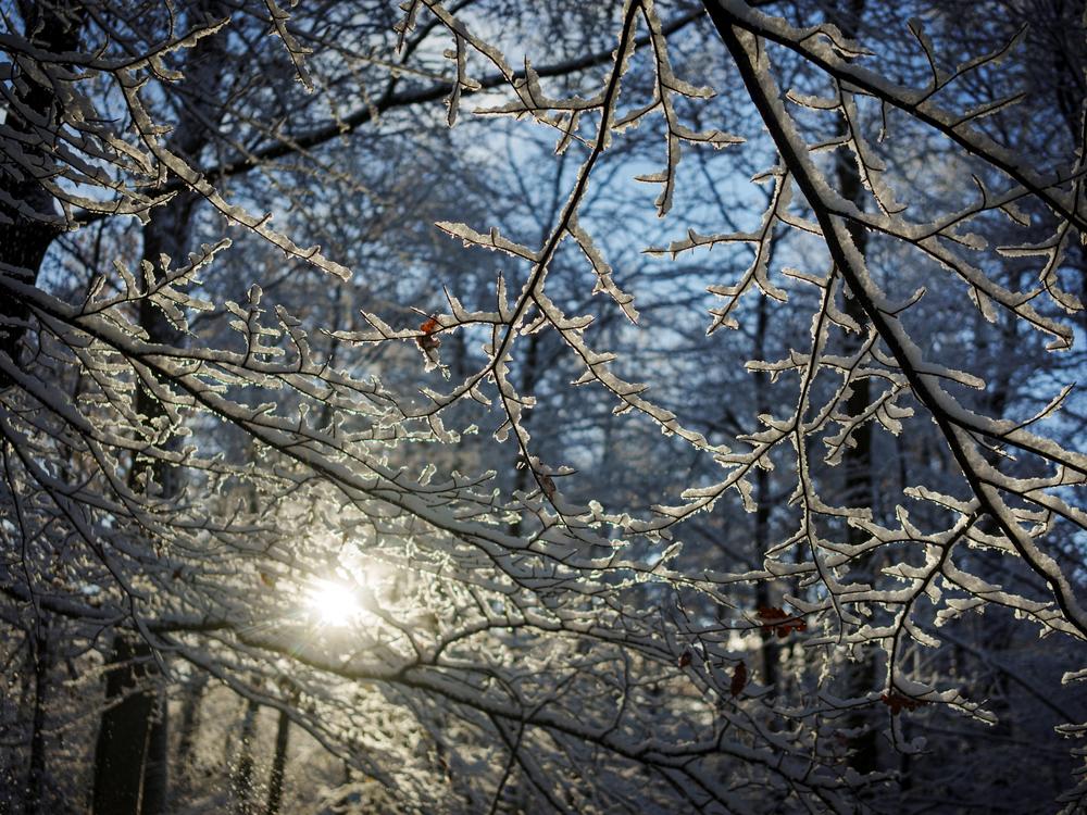The sun shines between snow-covered branches at the Hareskoven forested area near Copenhagen, Denmark.