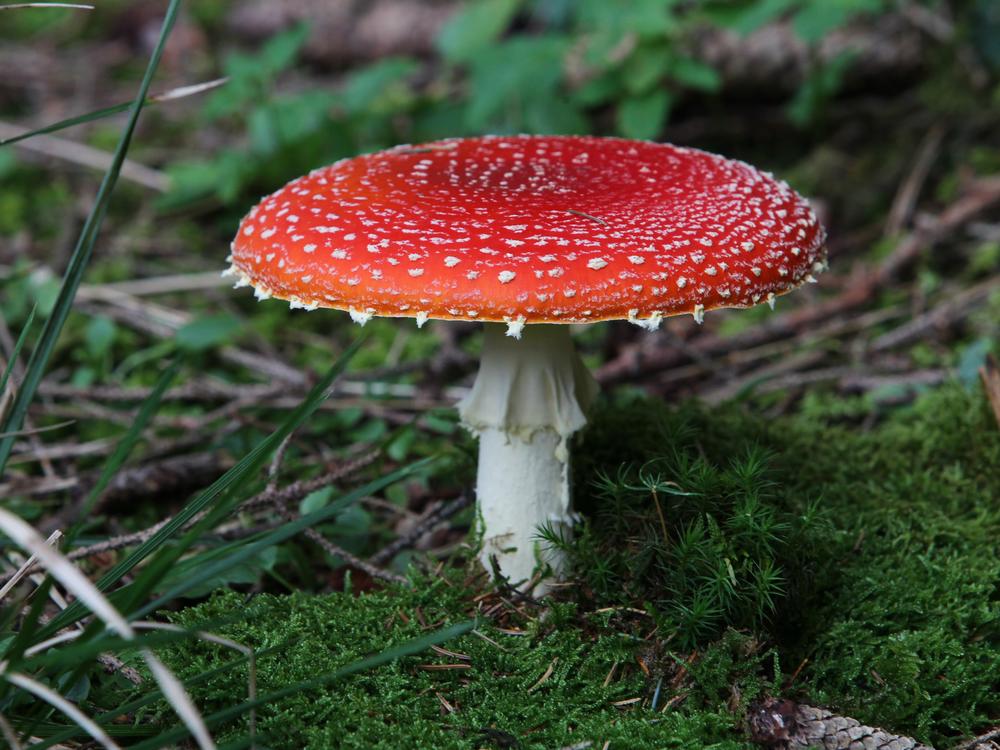 Federal regulators have cracked down on mushroom edibles containing Amanita muscaria — also known as fly agaric — after mounting safety concerns.