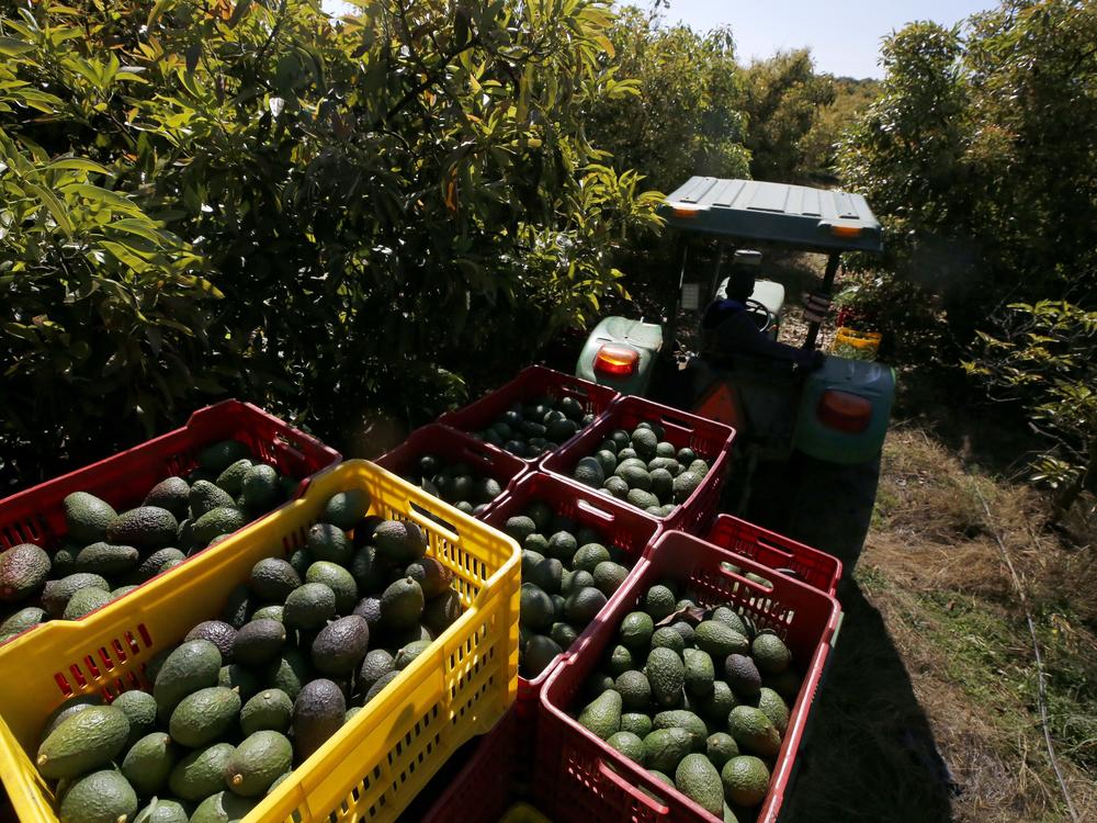 A farmer works at an avocado plantation at the Los Cerritos avocado group ranch in Ciudad Guzman, state of Jalisco, Mexico, on Feb. 10, 2023. Most of the avocados consumed in the U.S. are grown in Mexico.
