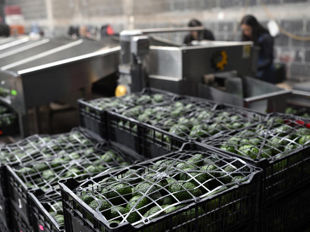 Avocados in boxes are pictured at a packing plant in the municipality of Ario de Rosales, Michoacan state, Mexico, on Sept. 21, 2023.