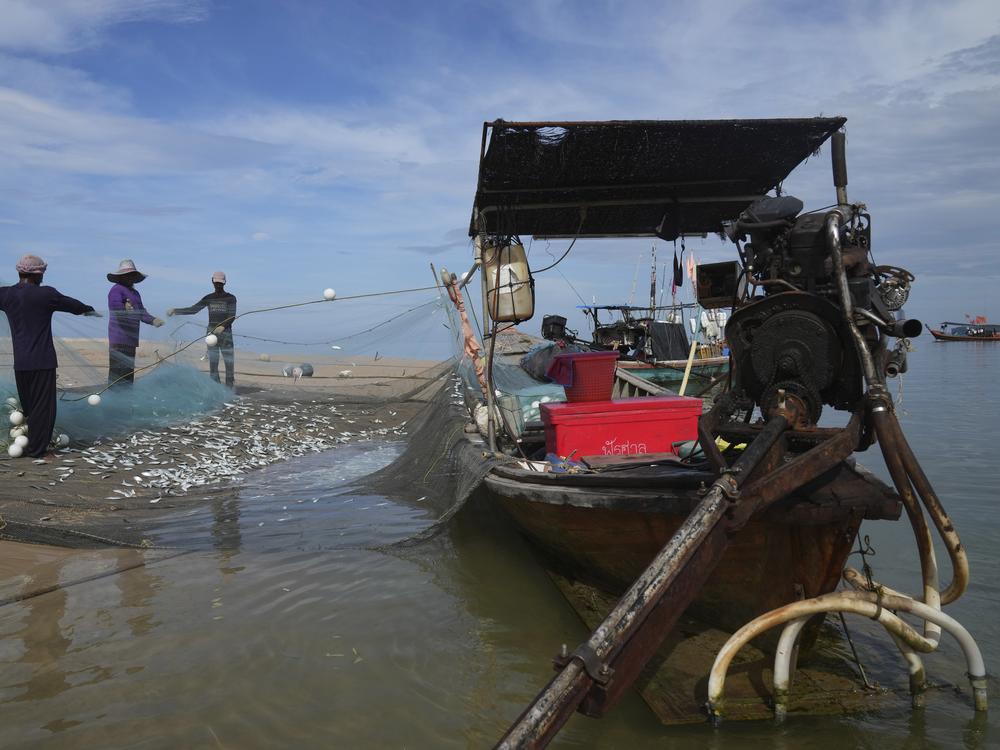 Fisherman collect fish at Ban Nam Khem, where tsunami hit 2004, Takuapa district of Phang Nga province, southern Thailand, Monday, Dec. 9, 2024.