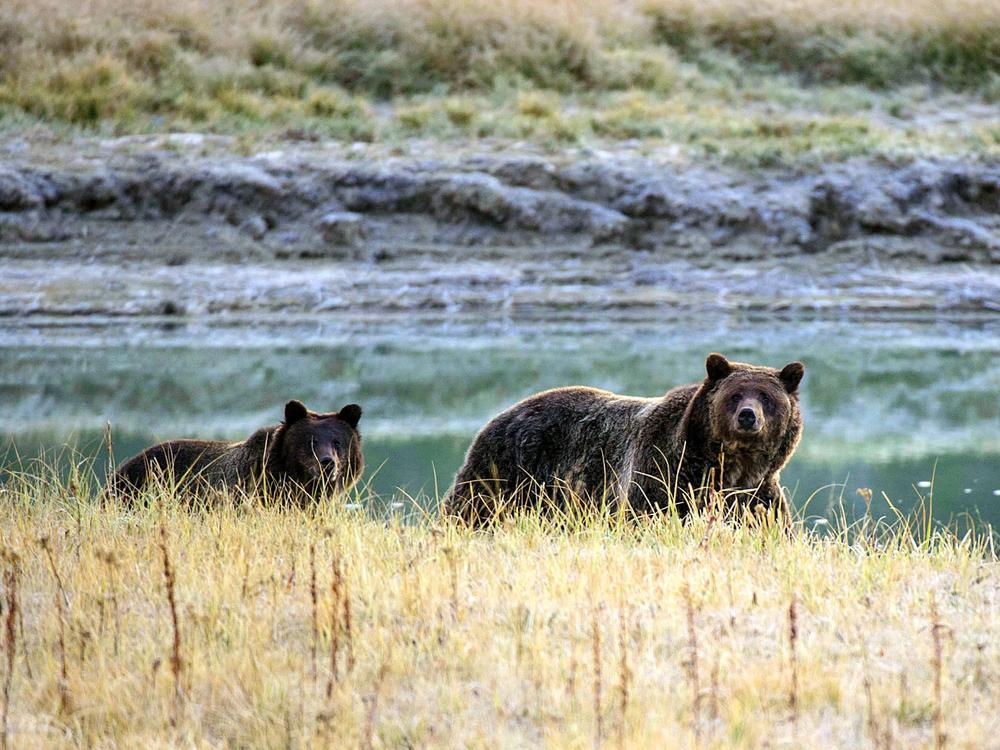A grizzly bear mother and her cub in the Yellowstone National Park in Wyoming.