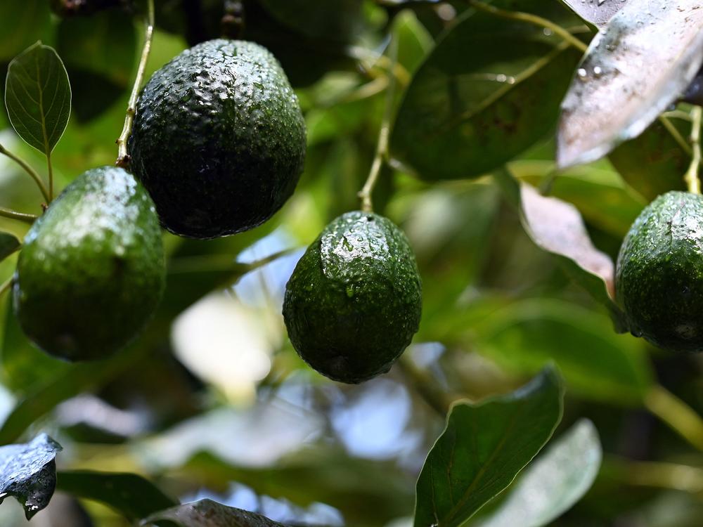 Avocados grow on trees in an orchard in the municipality of Ario de Rosales, Michoacan State, Mexico, on Sept. 21, 2023. Tariffs on Mexican imports would have a big effect on avocados in the U.S.