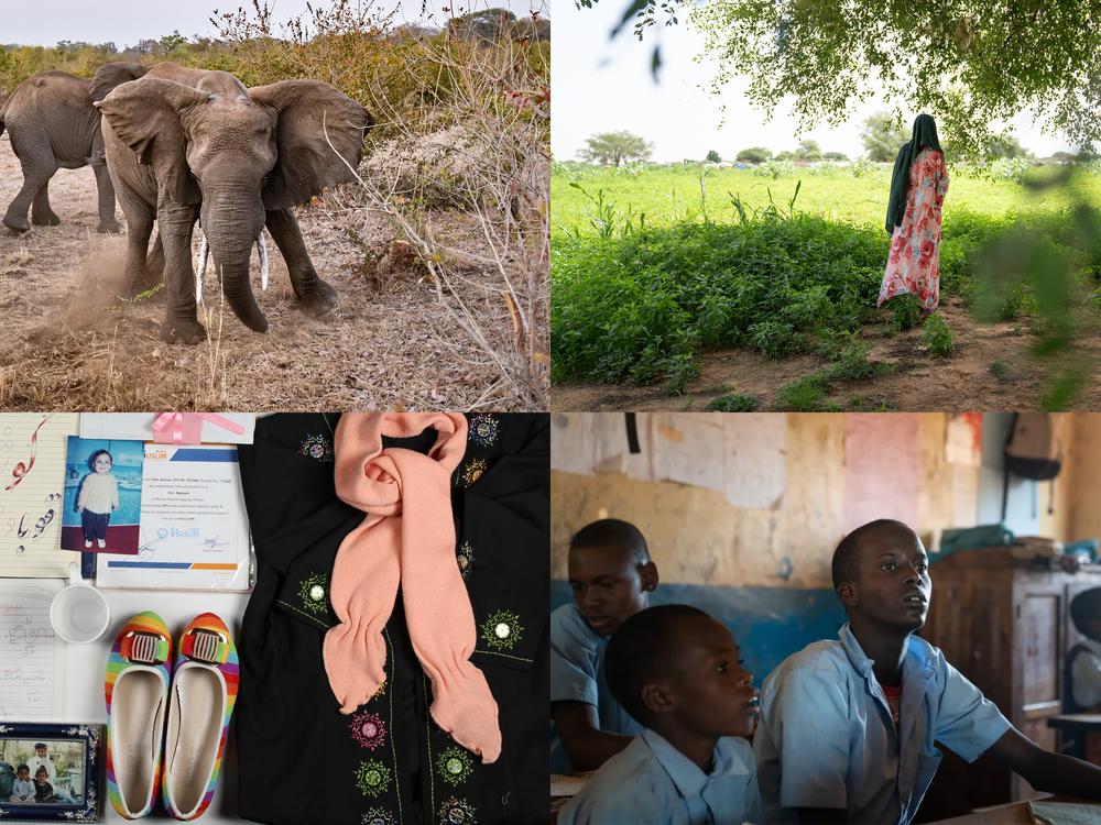 Clockwise from upper left: elephants are clashing with villagers in Zambia; a Sudanese refugee in Chad; 15-year-old Paris Lekuuk of Kenya has decided to start his schooling and is in third grade; artifacts from an Afghan museum honoring those who died in attacks and conflict.<br>