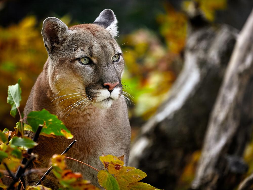 A cougar is seen in a forest in autumn. The Wild Felid Advocacy Center of Washington says bird flu has killed 20 of its big cats, including cougars, in the past month.