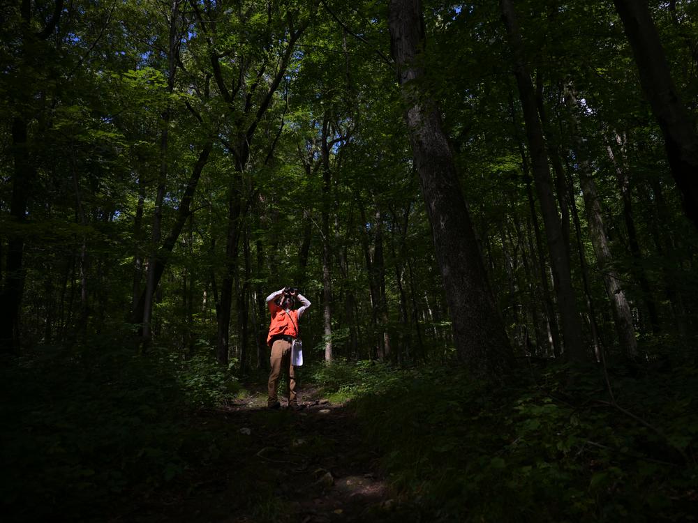 Forester and researcher, Joseph Barsky of the Connecticut Agricultural Experiment Station, surveys oak tree acorn production at Sleeping Giant State Park on August 20. Full story <a href=