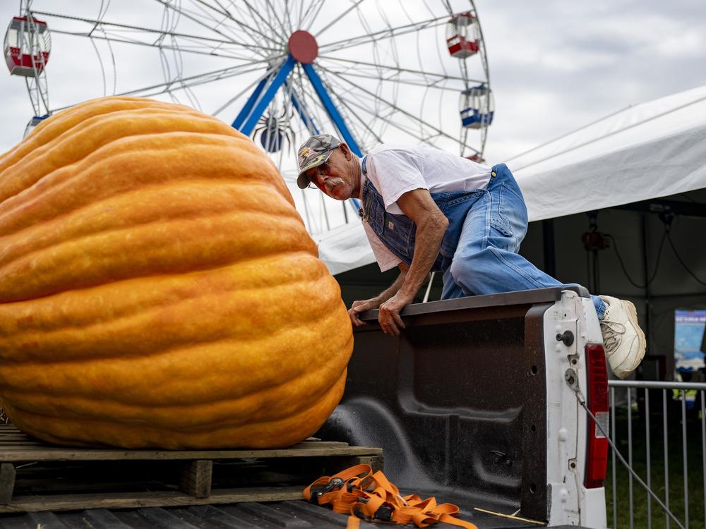 Norman Gansert of Johnston, R.I., hops into the back of his truck to unload his 1,104 pound pumpkin at the Woodstock Fair on Aug. 29. Full story <a href=