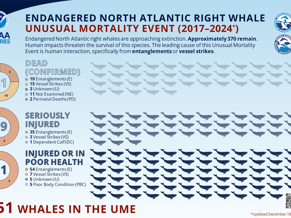 North Atlantic right whales have experienced an ongoing unusual mortality event since 2017. The whales impacted by the UME include confirmed dead, injured and sick individuals. Individuals are only counted once in the UME. Scientists estimate that only about one-third of North Atlantic right whale deaths are detected.