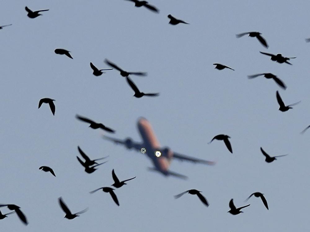 An airplane flies over starlings over a lake near the southern coastal city of Larnaca, in southeast Mediterranean island of Cyprus, Monday, Jan. 9, 2023.