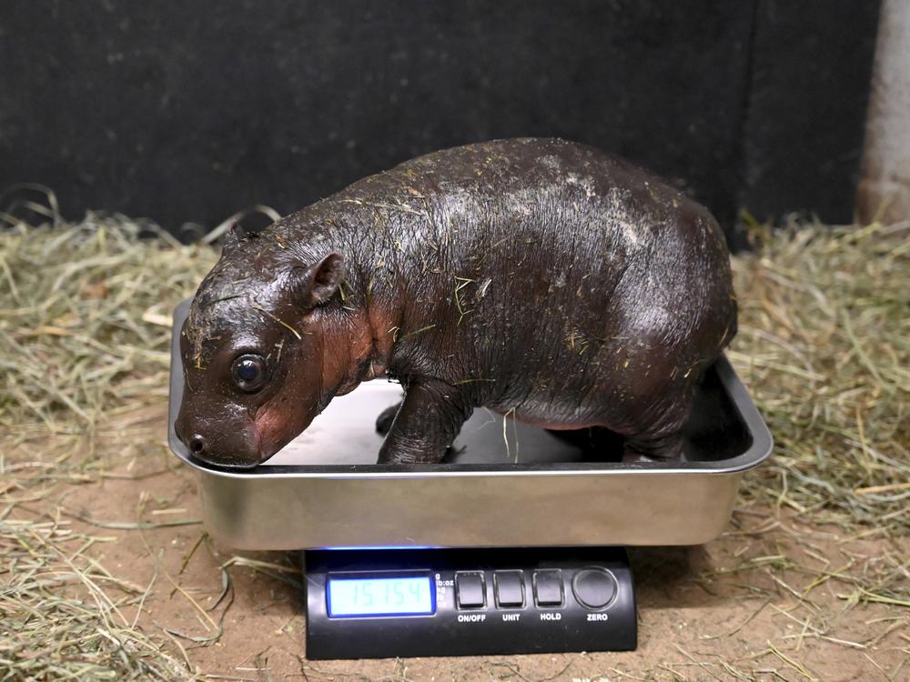 This photo provided by the Metro Richmond Zoo shows a baby pygmy hippo during a vet exam on Dec. 14, 2024, in Moseley, Va.