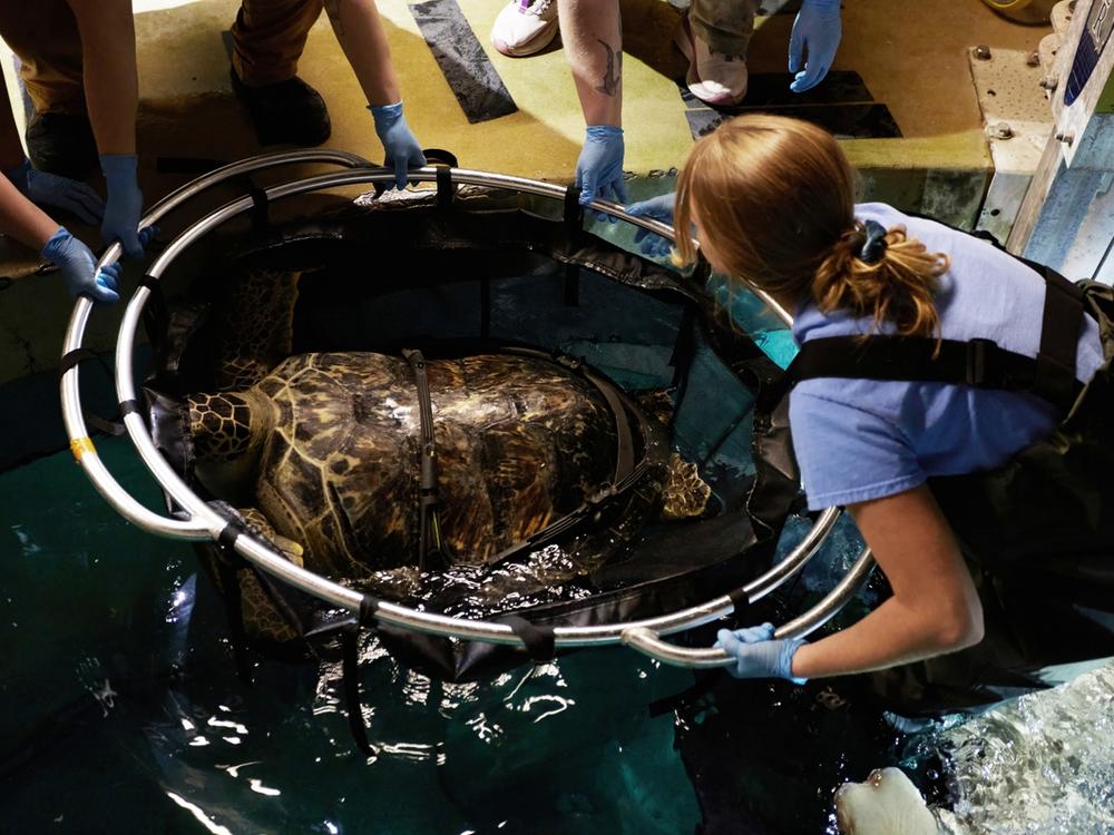 Charlotte is lowered into the water at Mystic Aquarium to test out a version of the harness.