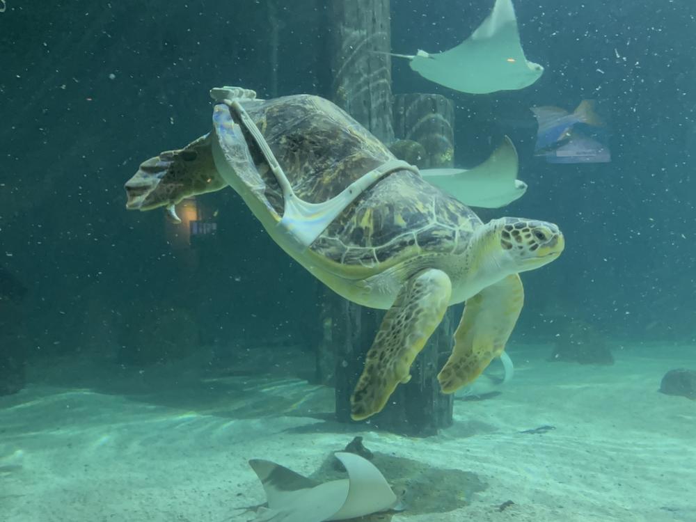 Charlotte, a male green sea turtle, wears a 3D-printed harness to help him overcome 