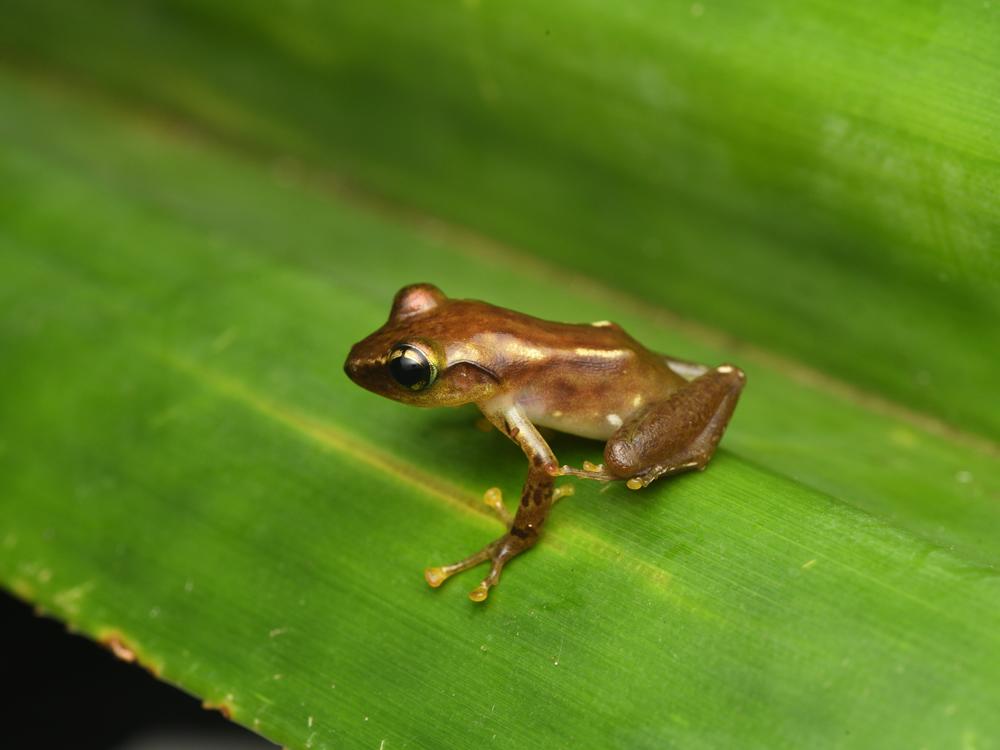 <em>Guibemantis ambakoana, </em>Ambakoana means 'living within Pandanus' in Malagasy.