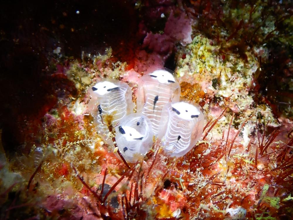 Skeleton panda sea squirts