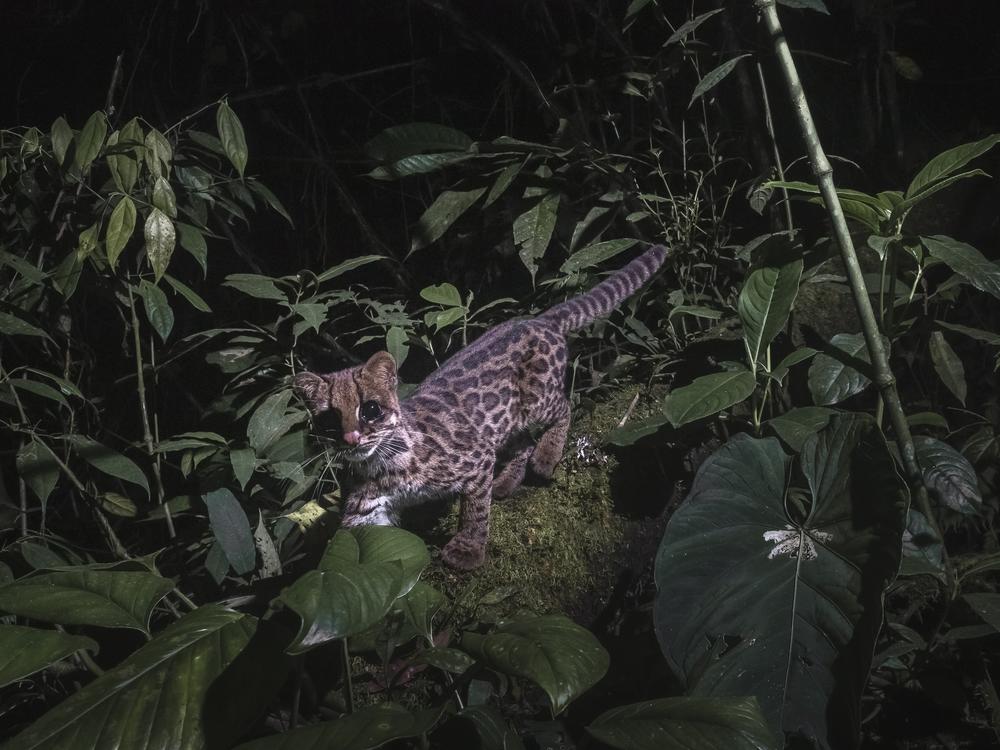 The new clouded tiger-cat, <em>Leopardus pardinoides</em>, in Colombia in 2021.