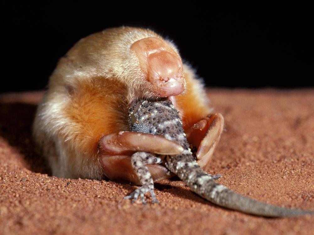 Marsupial mole eating a gecko, Tanami Desert Northern Territory Australia