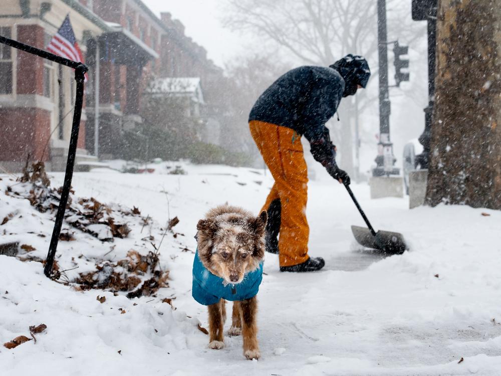 Riley, a 13-year-old Miniature Australian Shepherd, stands guard as her owner Jase Carter clears snow in front of their home along Arsenal Street on Sunday, January 5, 2025, in south St. Louis, Missouri.