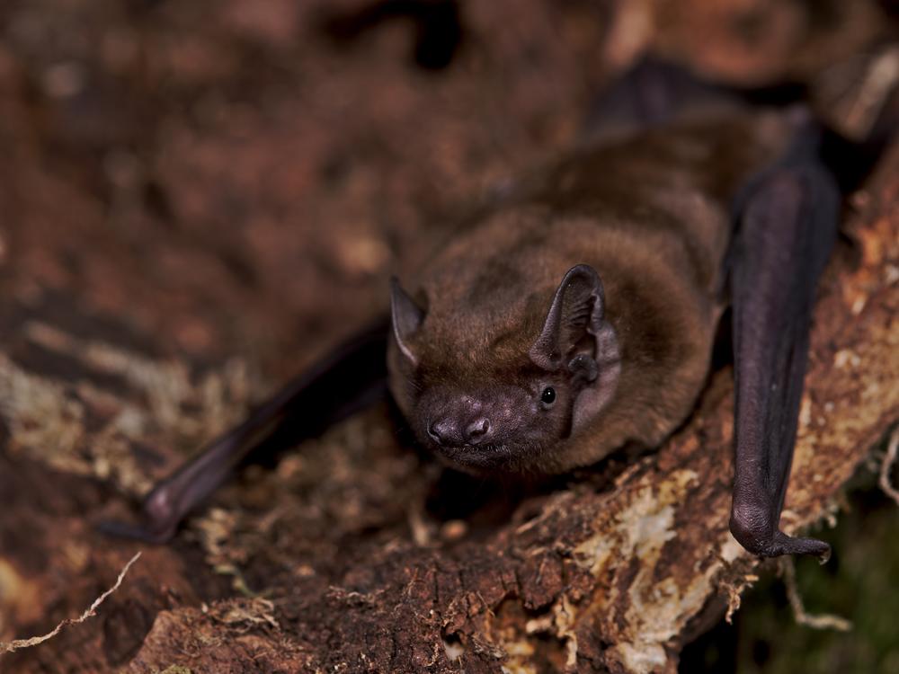 A common noctule bat.