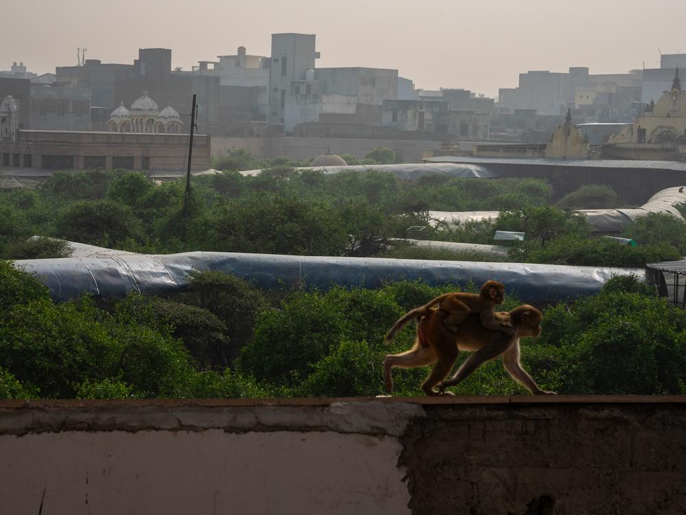 A mother monkey and her baby climb the walls surrounding a conserved patch of tress that represent the once thriving Tulsi forest that existed in Vrindavan before tourism and urban building shrunk it down. 