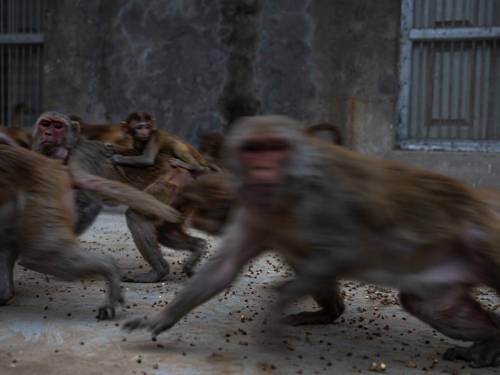 Monkeys gather to eat food tossed at them by animal-loving volunteers in Vrindavan, India.