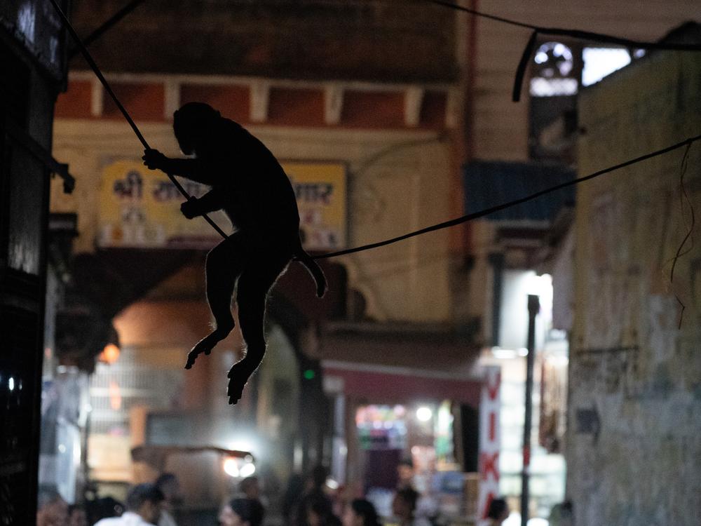 Monkeys boldly search for food in Vrindavan. This monkey is hanging on to an electrical cord in a crowded market.