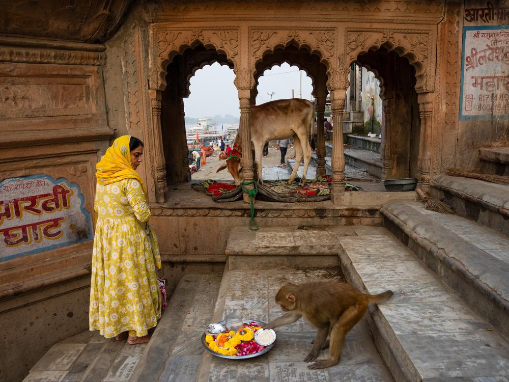 A monkey steals offerings in one of the temples of Vrindavan.
