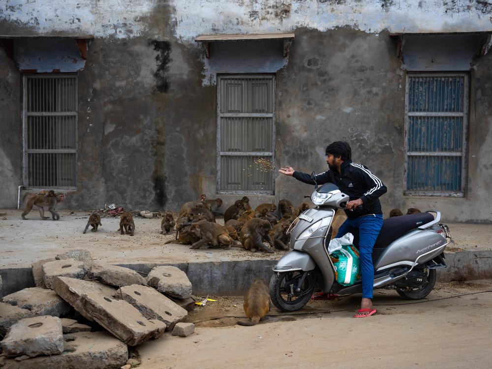 Govind Sharma is a volunteer with an animal welfare organization that feeds the many monkeys who congregate in Vrindavan.