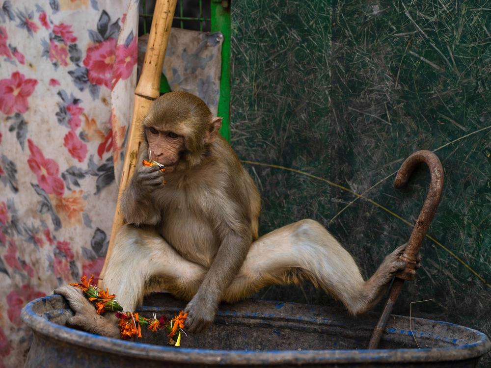 A monkey eats marigold flowers outside a temple in Vrindavan — a town that draws Hindu pilgrims.