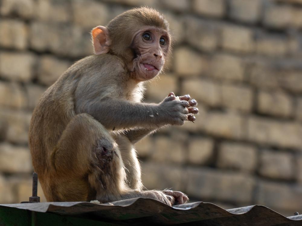 A monkey takes a snack break in Vrindavan. Madan Kumar Saini, who runs a sweet shop next to an ancient Hindu temple dedicated to the monkey-god Hanuman, says people are conflicted about the creatures. 