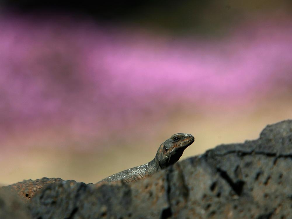 A chuckwalla lizard sunbathes in this 2007 photo from Amboy Crater National Natural Landmark in Southern California. The lizard is the namesake for the new Chuckwalla National Monument.