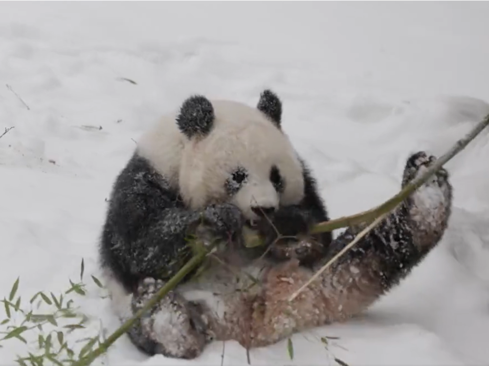 A screenshot taken from the National Zoo's feed of the giant pandas shows one of the 3-year-old bears playing in the snow.