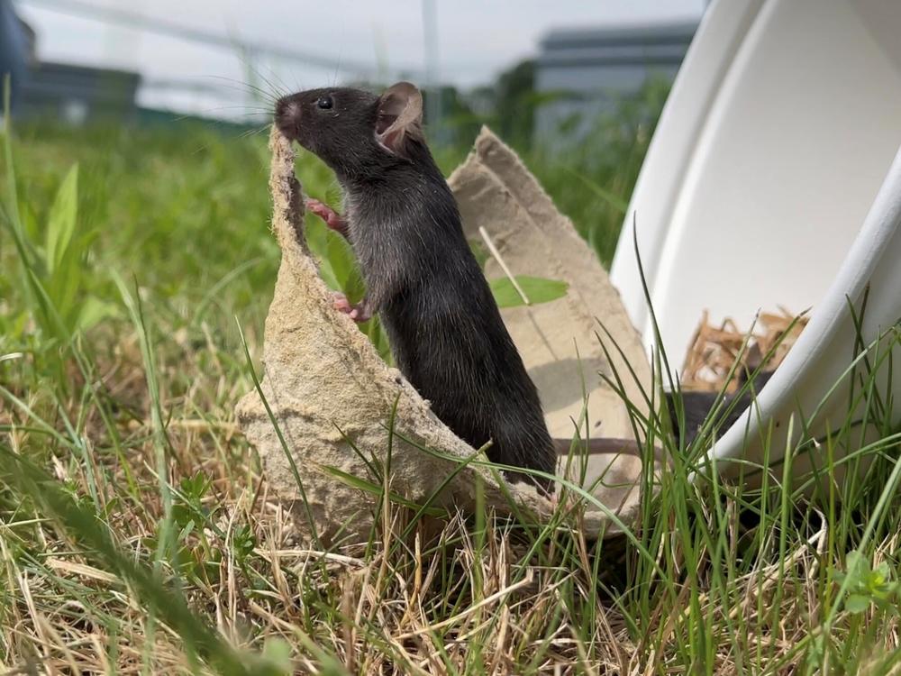 An adult mouse is released from the lab into a semi-natural outdoor enclosure. These are its first steps out of an artificial lab environment into a dynamic, realistic ecosystem.