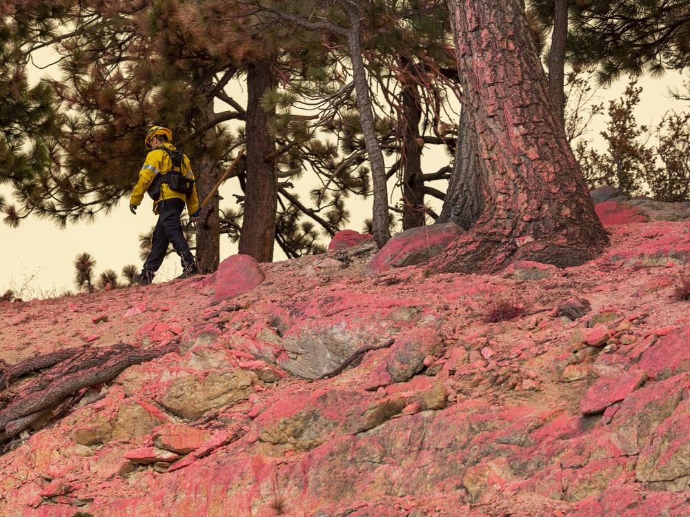A firefighter walks a ridge covered with red fire retardant dropped by an air tanker during the Bobcat Fire at the Angeles National Forest in 2020 in Monrovia, Calif.