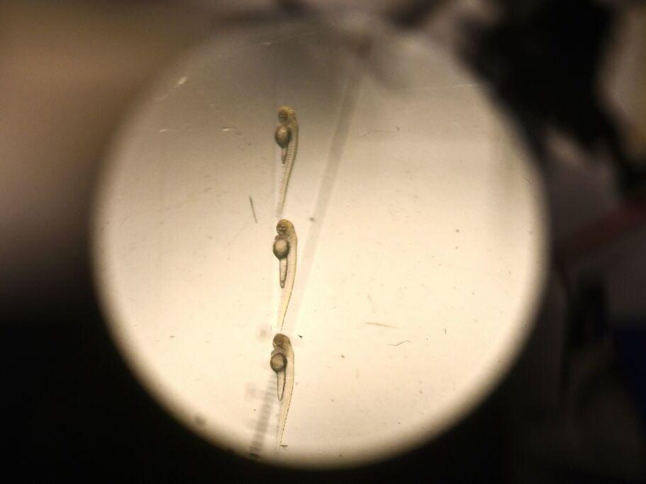 Zebrafish larvae through a microscope in a laboratory at the Pasteur Institute in Paris in 2023.