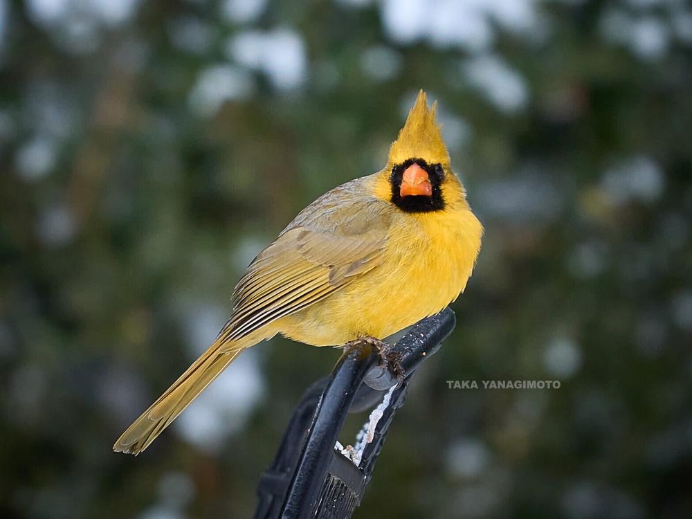 A yellow northern cardinal, likely born with a genetic mutation that impacts one in a million birds, according to the National Audubon Society.