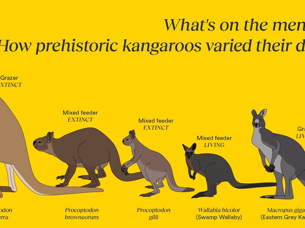 Researchers wanted to know why ancient kangaroos went extinct by taking a detailed look at the teeth of more than 900 modern and extinct kangaroos.