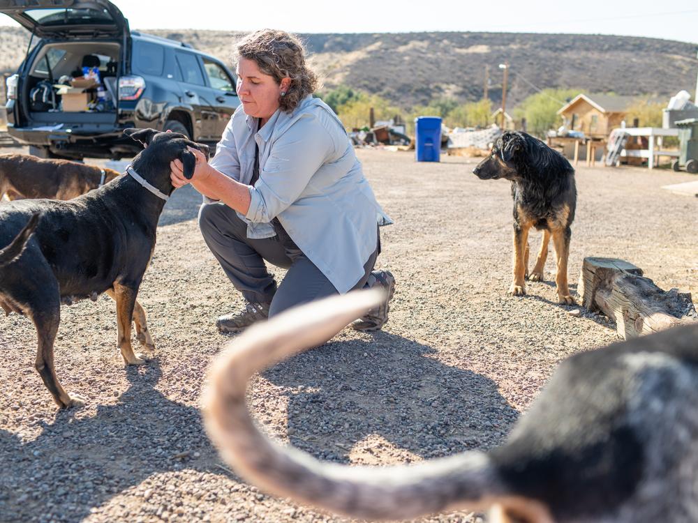 Veterinarian Johanna Salzer checks dogs on the San Carlos Apache Reservation, Ariz. for brown dog ticks. She works as part of a CDC team combatting Rocky Mountain Spotted Fever here.