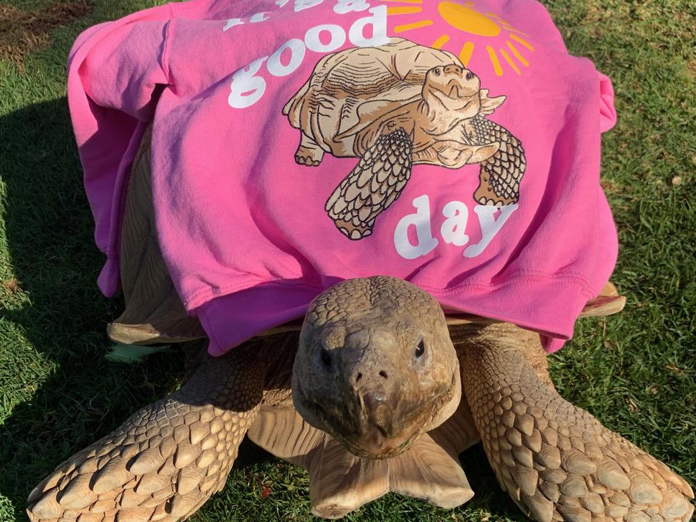 Tiptoe the tortoise is seen wearing a sweatshirt on his back.